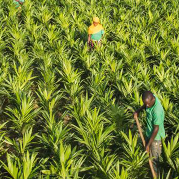 People Working In Farm