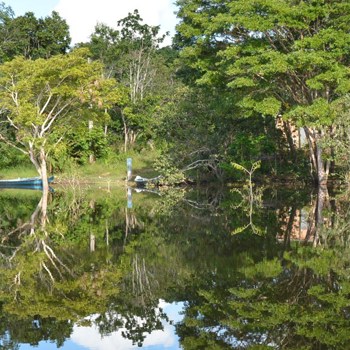 brazil forest