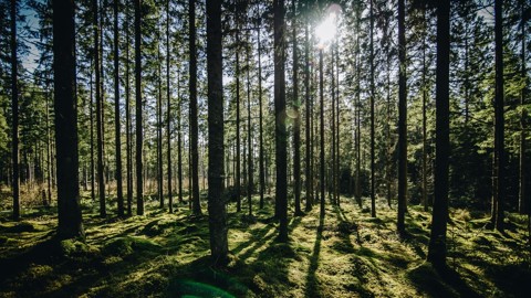 Forests People And Biodiversity
