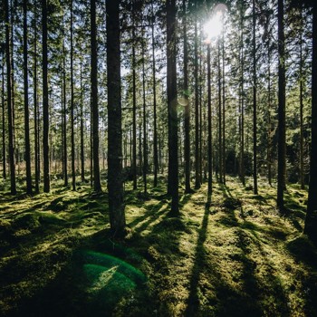 Forests People And Biodiversity