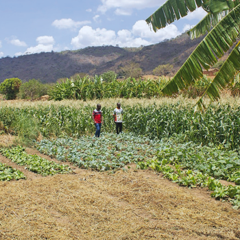 CASA Stories From The Field Irrigation Fields Of Farmers Under Chipelaka Cooperative Banner