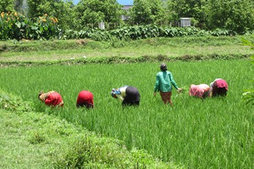 people working in rice field 