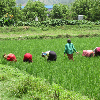 people working in rice field 
