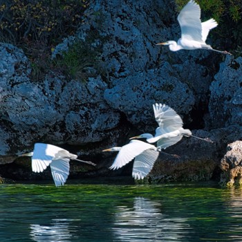 Z Spirkowski Birds 01 Natura2000 CITES NIRAS Banner