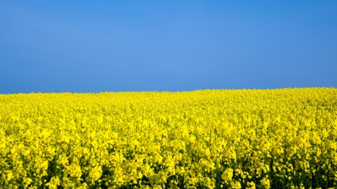 Ukraine Istock 187934701