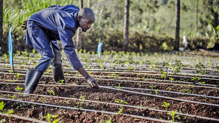 Promoting effective practices in water use for agriculture in Zambia