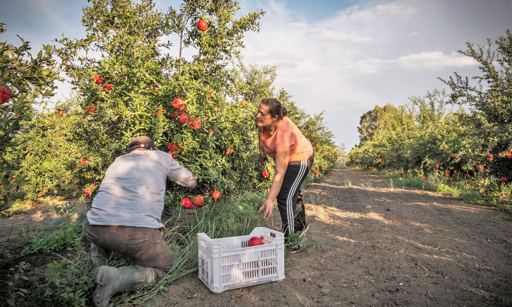 Cyprus Crops Supporting the farmers of northern Cyprus – with finance and in the fields