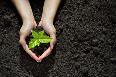 Hand Seeds 2 COMPRESS Istock 1126962479 Ny