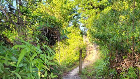 08 Final Evaluation Of The Goi GGGI Green Growth Project Phase