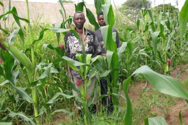 Maize Zambia NS 05294