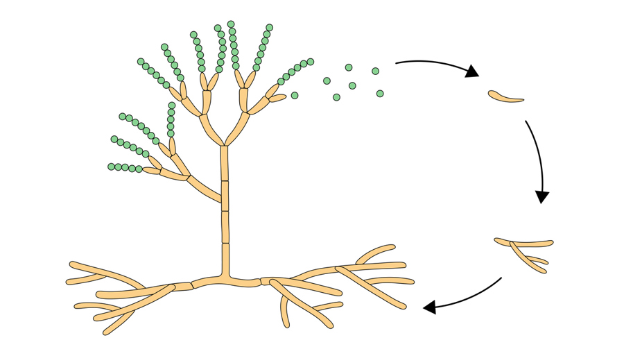 Solid State Fermentation – Part 1: Processes and Application