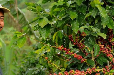 The majority of coffee is produced in tropical sloped highlands between 500 and 1800 meters above sea level.