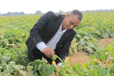 No1 Farmer Abdou Showing Courgette Plants Under Modern Irrigation