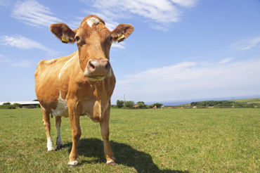 Guernsey Dairy Cattle Istock 1131274705