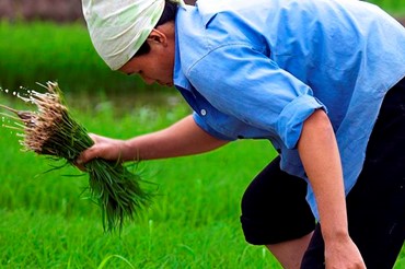 Agriculture Sector Policy Support, Cambodia