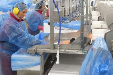 Salmon processing plant in Norway
