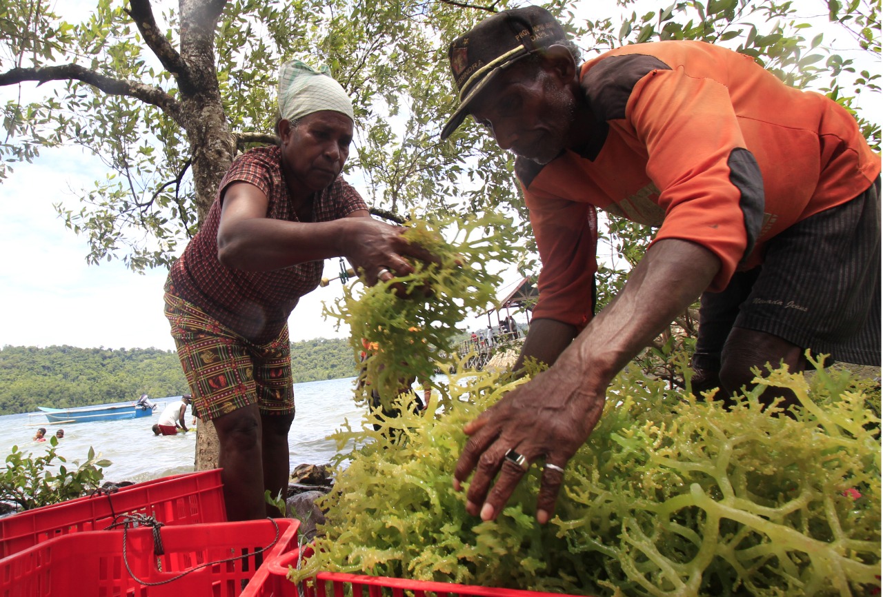Harvesting Seaweed (4)