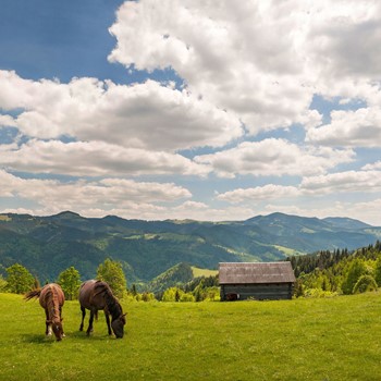 Grazing Horse At High Land Pasture At Carpathian Mountains