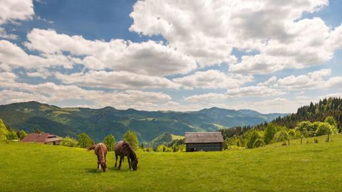 Grazing Horse At High Land Pasture At Carpathian Mountains